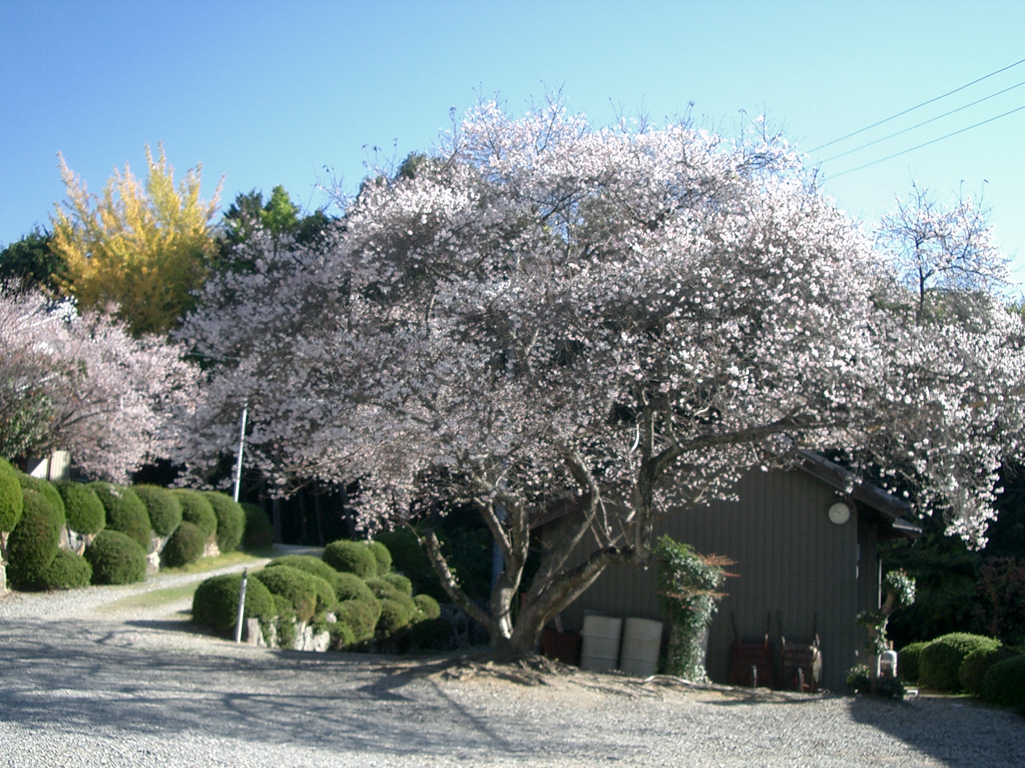 朝日の四季桜